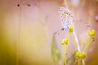 Icarusblauwtje vlinder op bloem