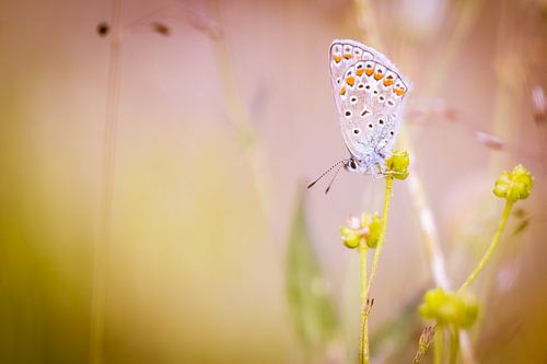 Icarusblauwtje vlinder op bloem