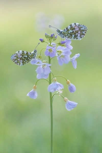 Papillon. par Francis Dost