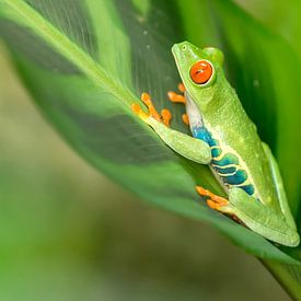 Red-eyed tree frog on a leaf von Tim Verlinden