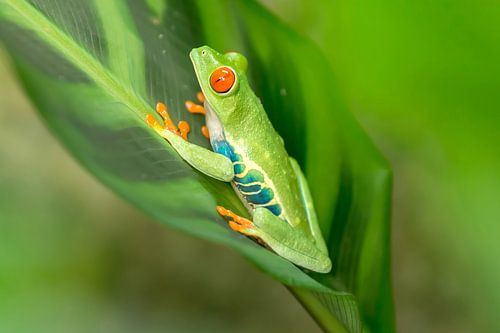 Red-eyed tree frog on a leaf