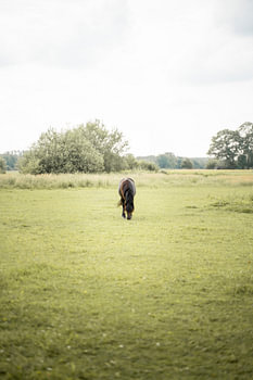 Pferd grasend auf der Weide