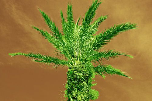 Palme verte