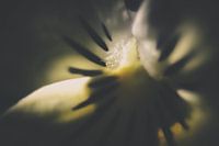 Macro van een tulp