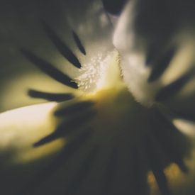Macro van een tulp by Kees van der Rest