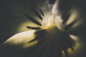 Macro van een tulp
