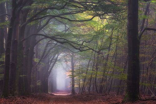 Autumn Avenue Speulderbos