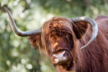 Schottischer Highlander mit seltsamen Hörnern