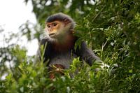 At home in Son Tra, the Rare Monkey, Vietnam
