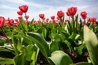 Des tulipes rouges dans un champ par Eric van Nieuwland Aperçu