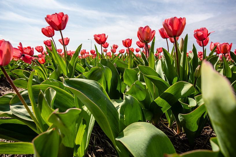 Des tulipes rouges dans un champ par Eric van Nieuwland
