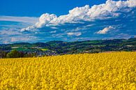 Rapsfeld mit Blick ins Mühlviertel von Hermann Kollinger Miniaturansicht