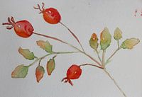 Soft Rosehip glow 🌹