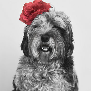 Honden -  Guitige Bobby