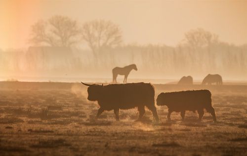 Moeder met jong hooglander