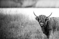 Schotse Hooglander met Gras in Mond (liggend)