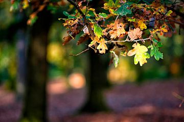 Herbst von Huibert van der Meer