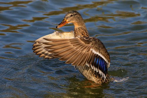 Duck