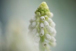 Grape hyacint in pastel colours by Birgitte Bergman