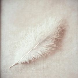 Delicate witte veer op een zachte achtergrond van Poster Art Shop