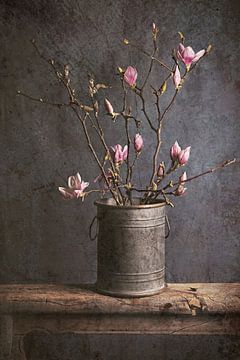 Le printemps arrive... ( magnolia )