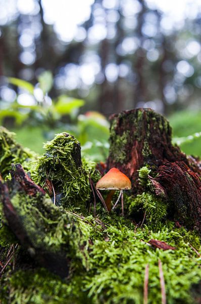 Kunstwerk van moeder natuur par Leon Schijf