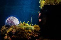 Onderwater wereld / underwater world