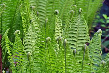 Déploiement de Fern