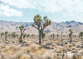 Wild West by Gal Design