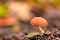 Einsamer Pilz im Herbstwald von Photo Henk van Dijk Miniaturansicht