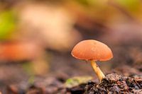 Solitary mushroom in autumn forest