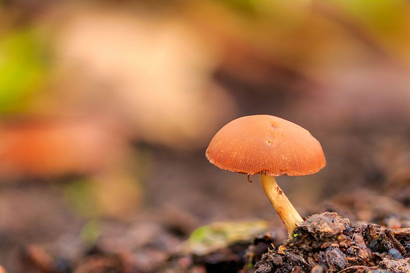 Solitaire paddenstoel in herfstbos van Photo Henk van Dijk