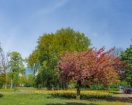 Parc Wilhelmina à Breda sur I Love Breda