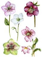Helleborus rose botanical
