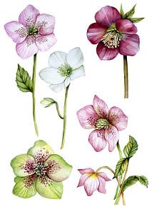 Helleborus roos botanisch van Geertje Burgers