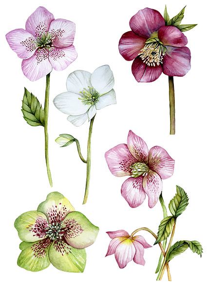 Helleborus rose botanical by Geertje Burgers