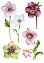 Helleborus roos botanisch van Geertje Burgers thumbnail