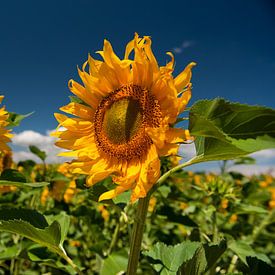 Veld vol zonnebloemen van Ivonne Wierink