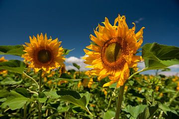 Veld vol zonnebloemen