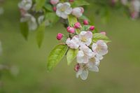 Blüte