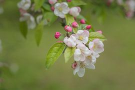 Blüte von Marianne Twijnstra