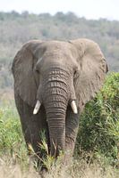 olifant in afrika