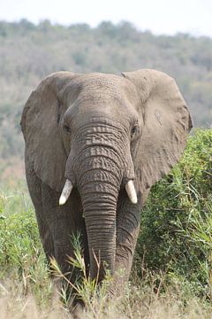 olifant in afrika van Christiaan Van Den Berg