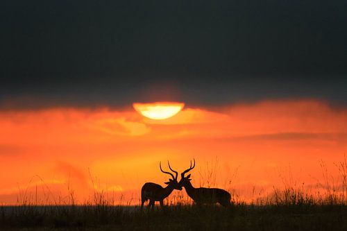 forever friends by jowan iven