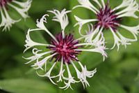Purple white flower