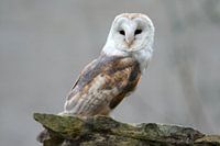 Barn owl