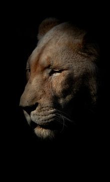 Löwin mit geschlossenen Augen von Foto Studio Lyn Labie