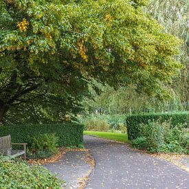 Sentier pédestre rustique avec banc à l'abri d'un grand arbre. sur Meindert van Dijk