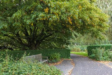 Rustiek wandelpad met bankje onder de beschutting van een grote boom.