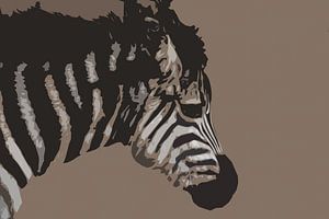 Baby zebra